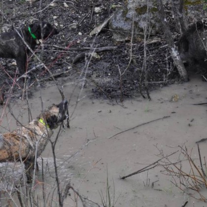 Le cursinu ... chien de chasse