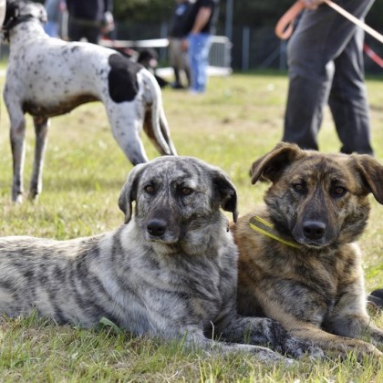 CAURO Spéciale de race 2019